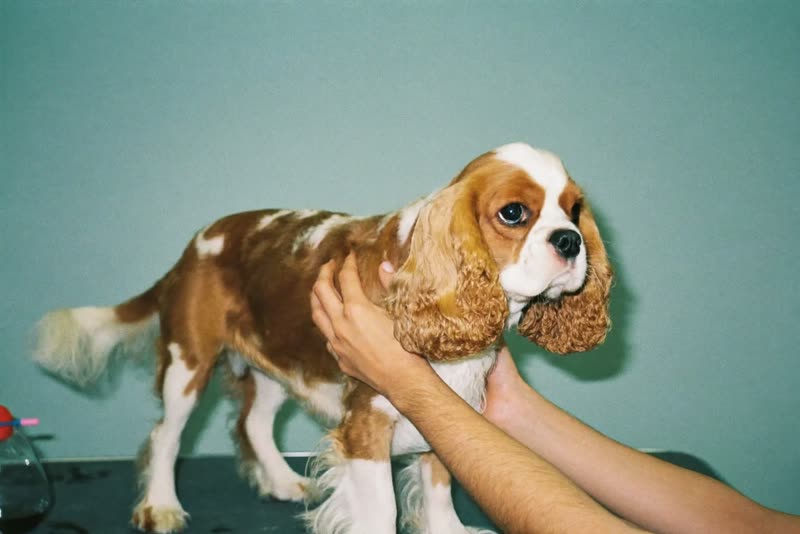 A spaniel standing calmly on a grooming table while being handled