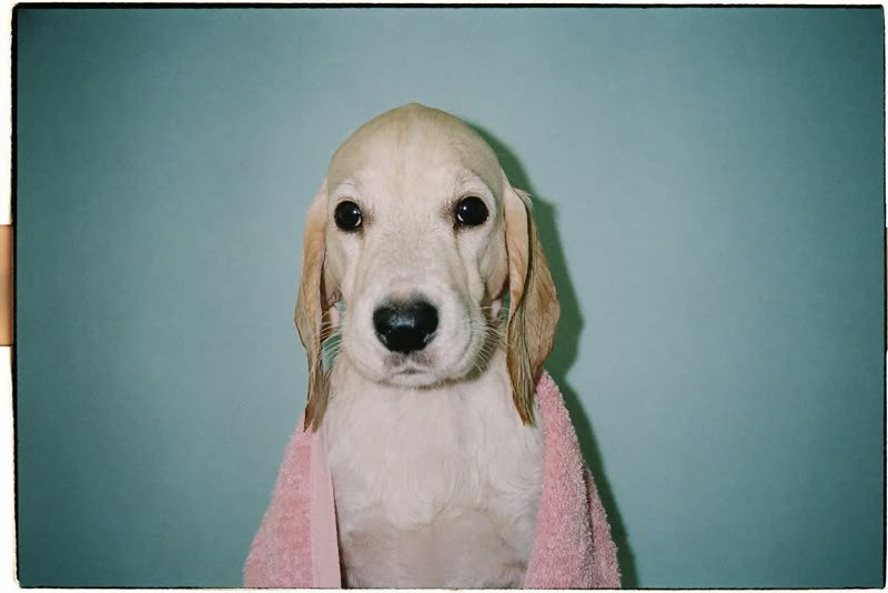 A damp puppy wrapped in a towel after its first bath