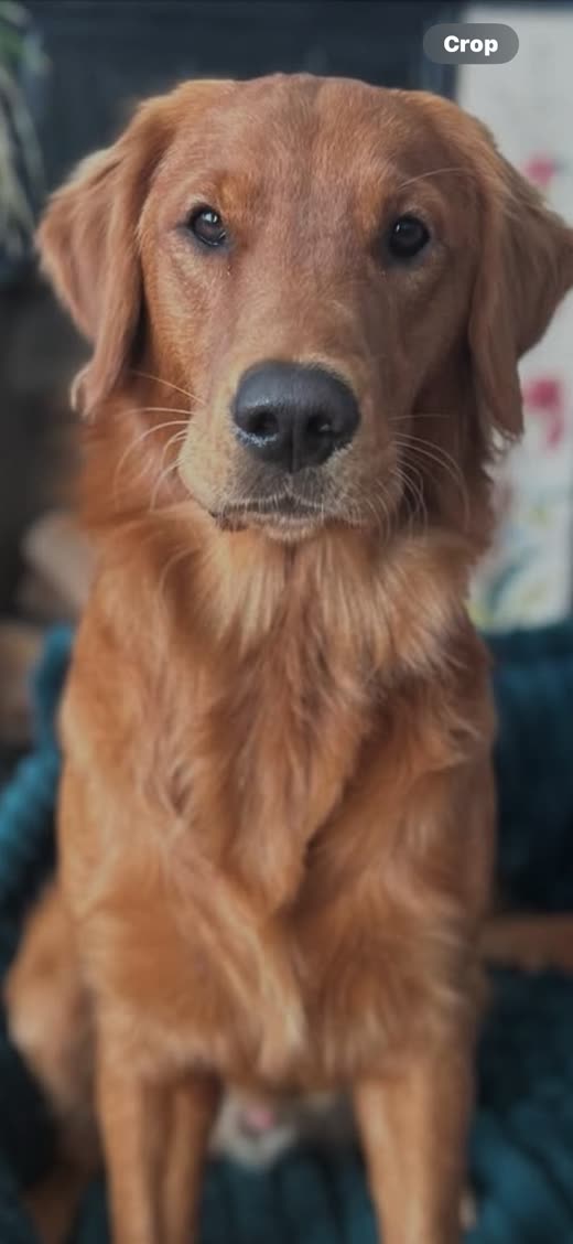 A freshly groomed red-gold retriever sitting indoors, coat brushed out and clean, looking at the camera