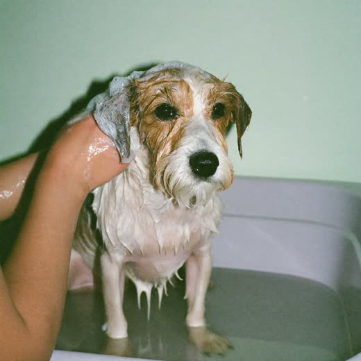 A small dog being washed and lathered in a grooming bath