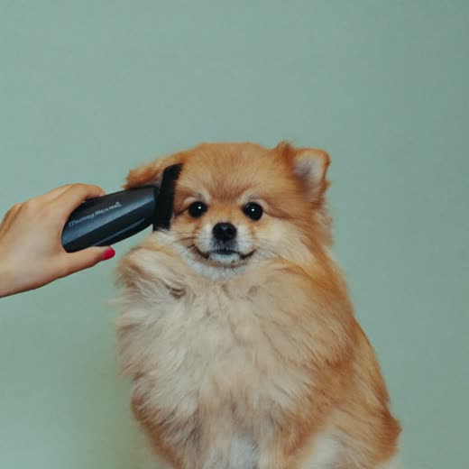 A dog's coat being trimmed with grooming clippers