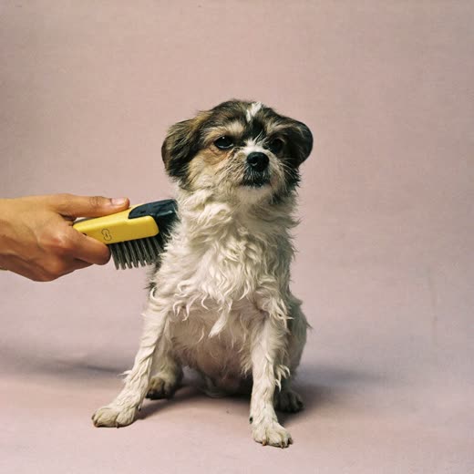 A dog being brushed out and dried after a bath